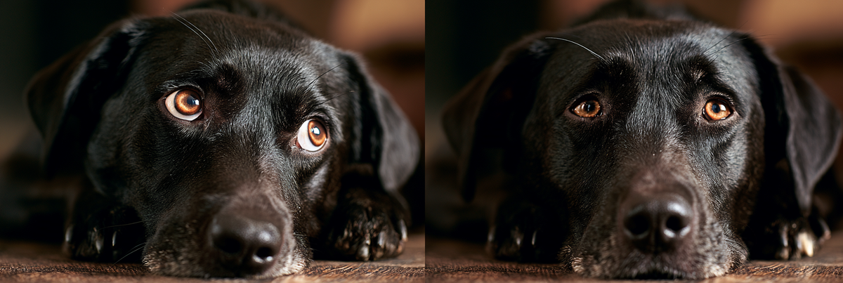 Is My Dog Anxious or Bored?