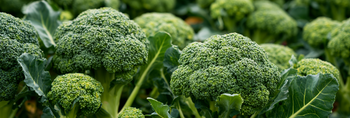 Can Dogs Eat Broccoli?