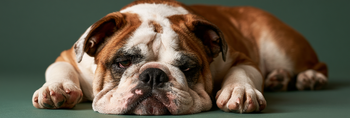 Bulldog Life Span