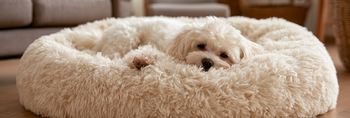 Do Calming Beds Work for Dogs?