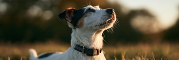 Do Calming Collars Work for Dogs?