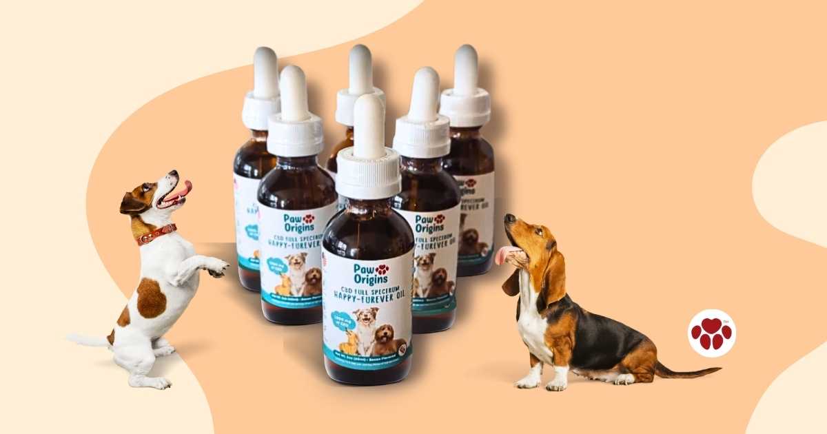 CBD oil for hyperactive dogs
