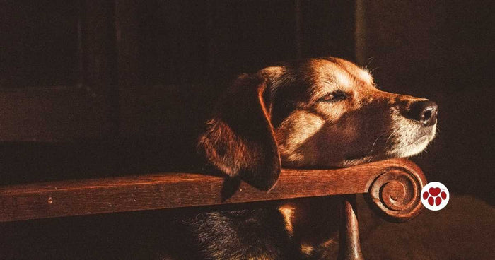 CBD oil to ease dogs' cramps