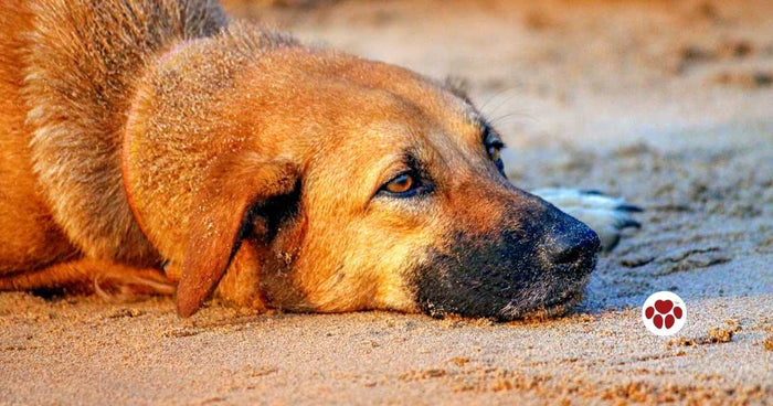 Can CBD shrink dog's tumors?