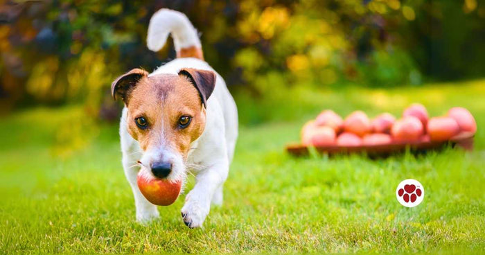 Can dogs eat apples?