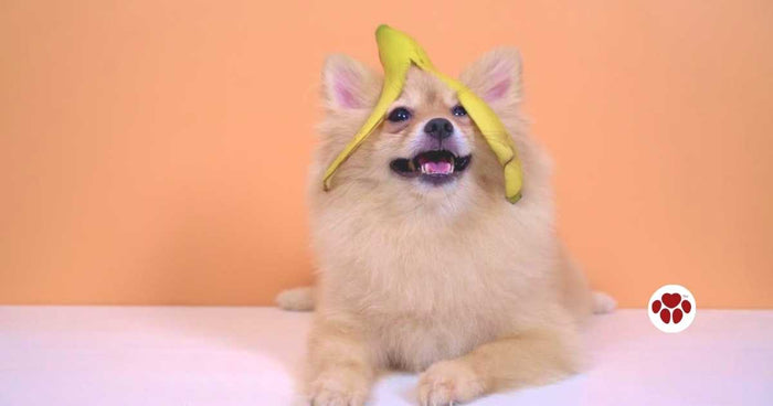 Can dogs eat banana?