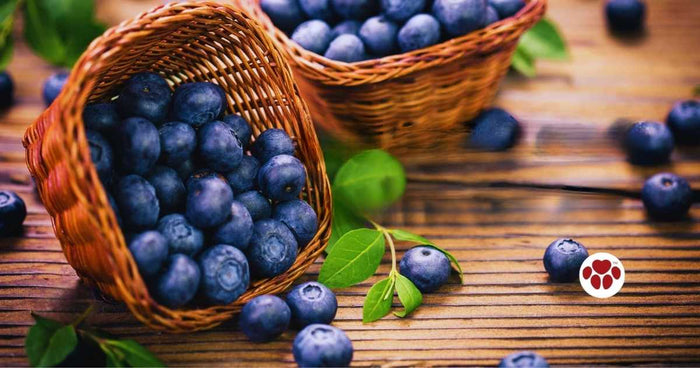 Can dogs eat blueberries?