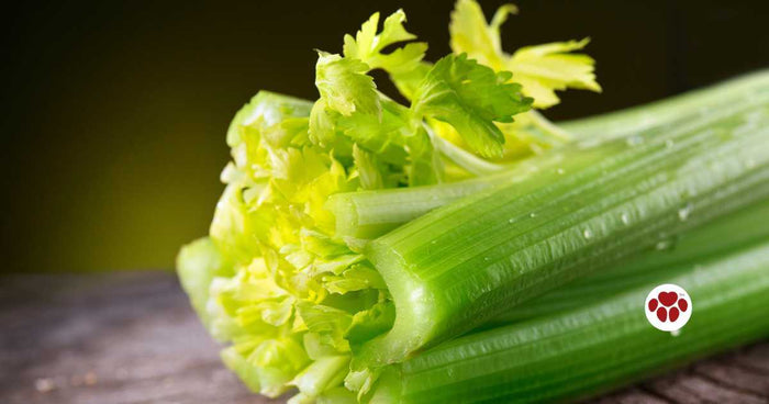 Can dogs eat celery?