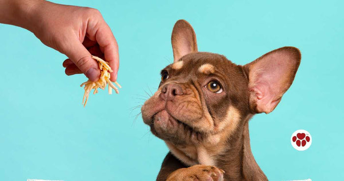 Can dogs eat cheese?
