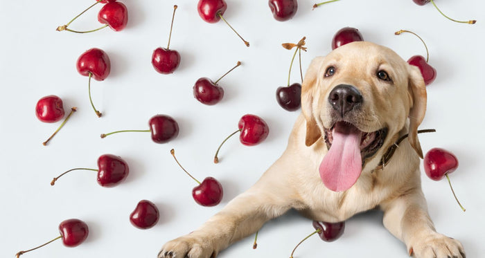 Can dogs eat cherries?