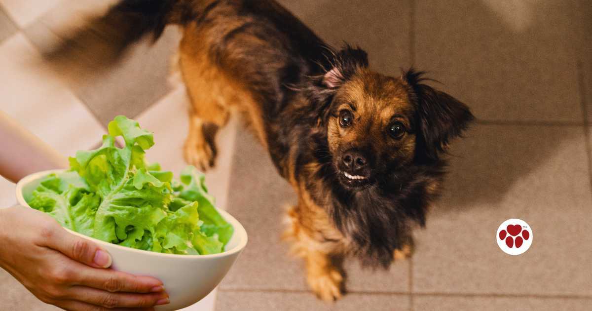 can a dog eat lettuce