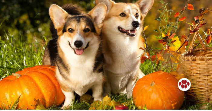 Can dogs eat pumpkin?