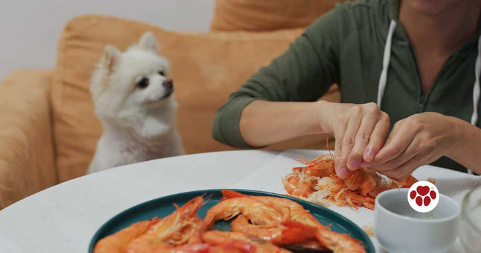 Can dogs eat shrimp?