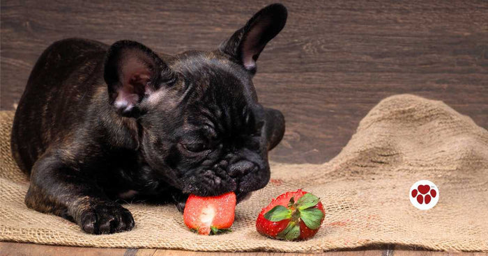 Can dogs eat strawberries?