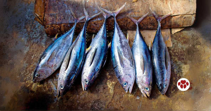 Is tuna safe for dogs to eat?