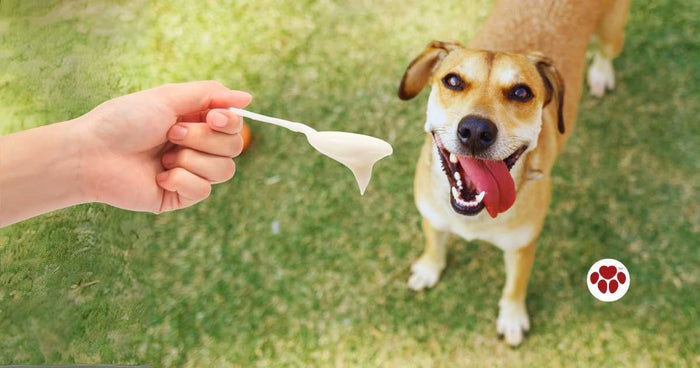 Can dogs eat yogurt?