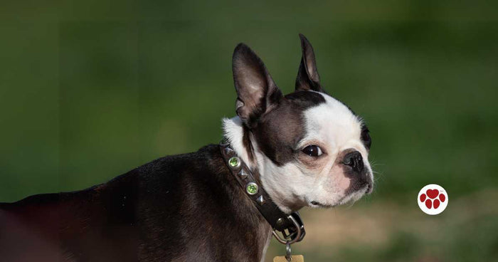 Can dogs have Down Syndrome?