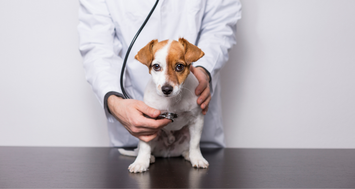 Can dogs overdose on CBD