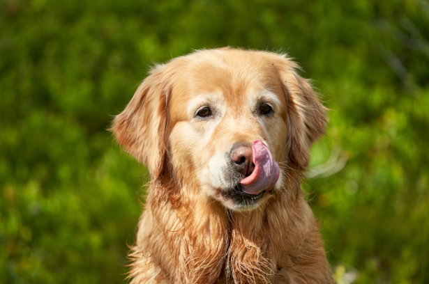 Bone Broth for Dogs with Allergies: A Natural Path to Relief