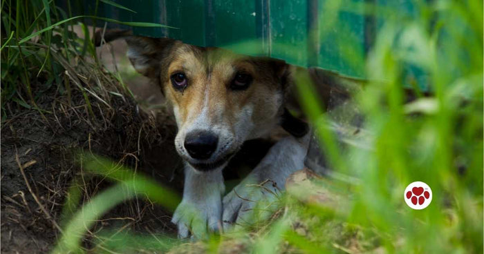 Dog suffering from PTSD