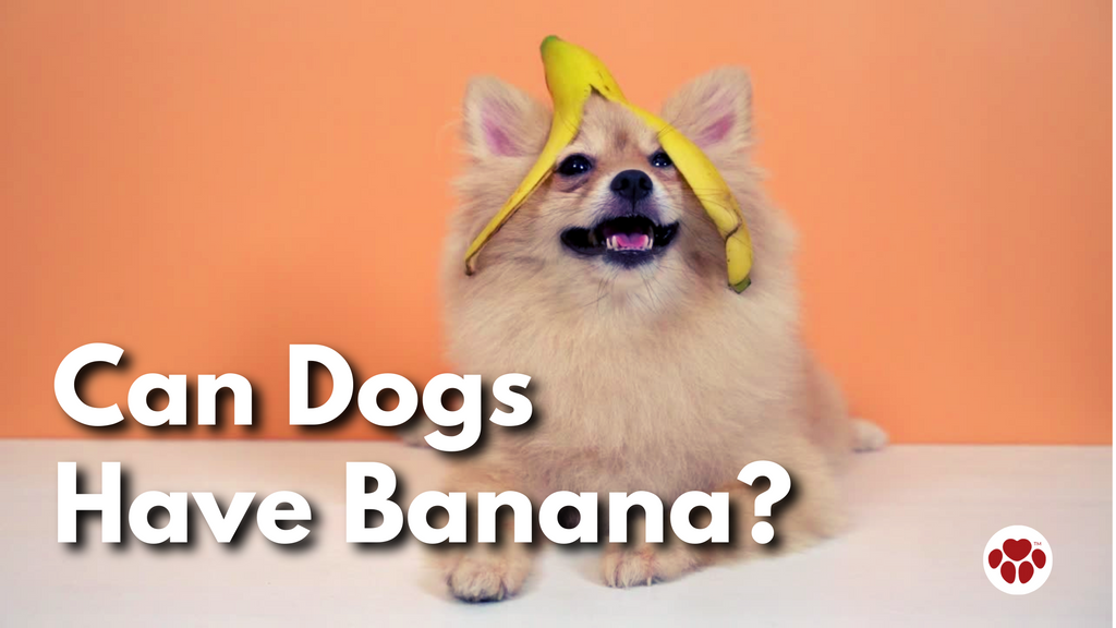 a dog with banana peel on head