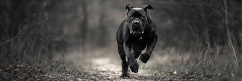 Cane Corso Life Span