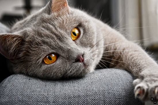 Natural CBD Oil: A Holistic Approach to Feline Wellness