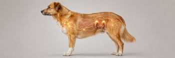 What Does Cortisol Do in Dogs?