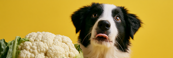 Can Dogs Eat Cauliflower?