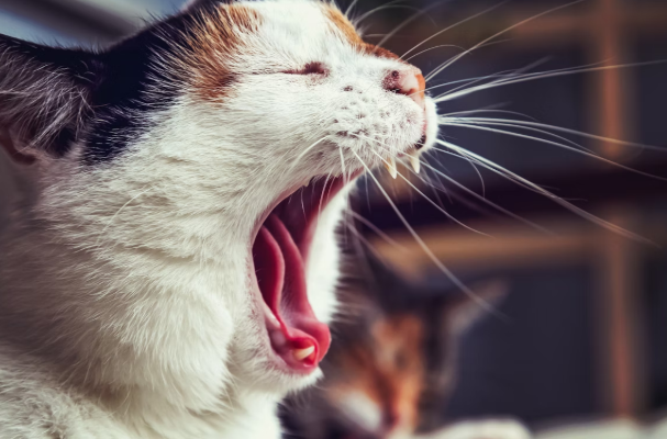 Do Vets Recommend CBD for Cats?