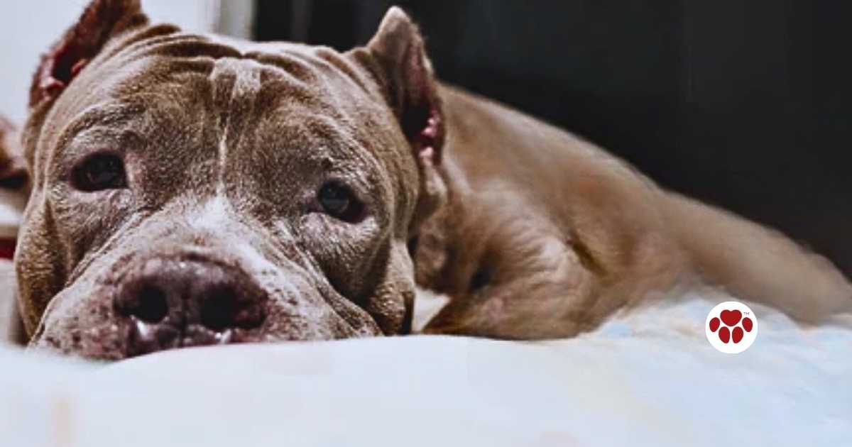 Understanding Bladder Infection in Dogs: Causes, Symptoms, and ...