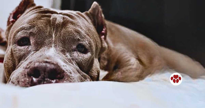 Causes, symptoms, and treatment for bladder infection in dogs