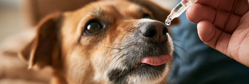 Does CBD Help Anxious Dogs? 