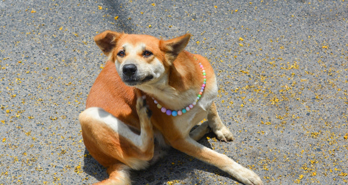 CBD balm benefits for dogs