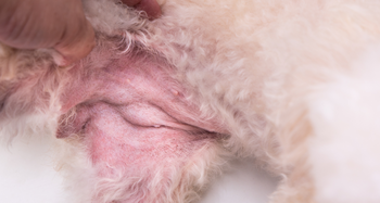 CBD for dog allergies relief