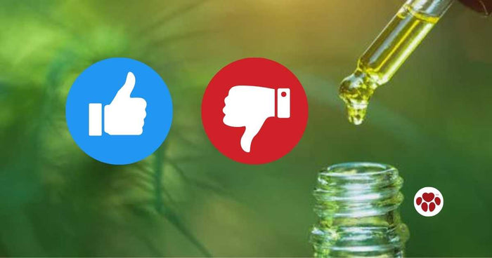 CBD For Dogs Review