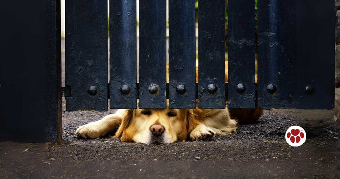 CBD for dog with arthritis 