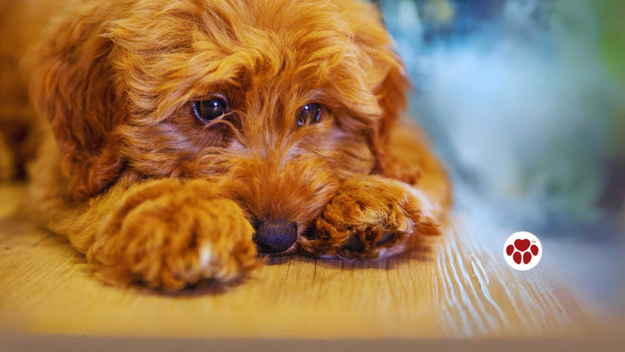 a dog with cushing's disease