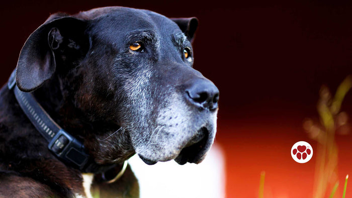 CBD for senior dogs