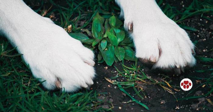 Benefits of CBD oil in dogs with arthritis