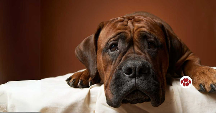 CBD oil is beneficial to dogs