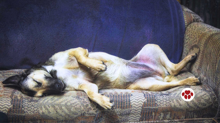 Best CBD oil for dogs with epilepsy