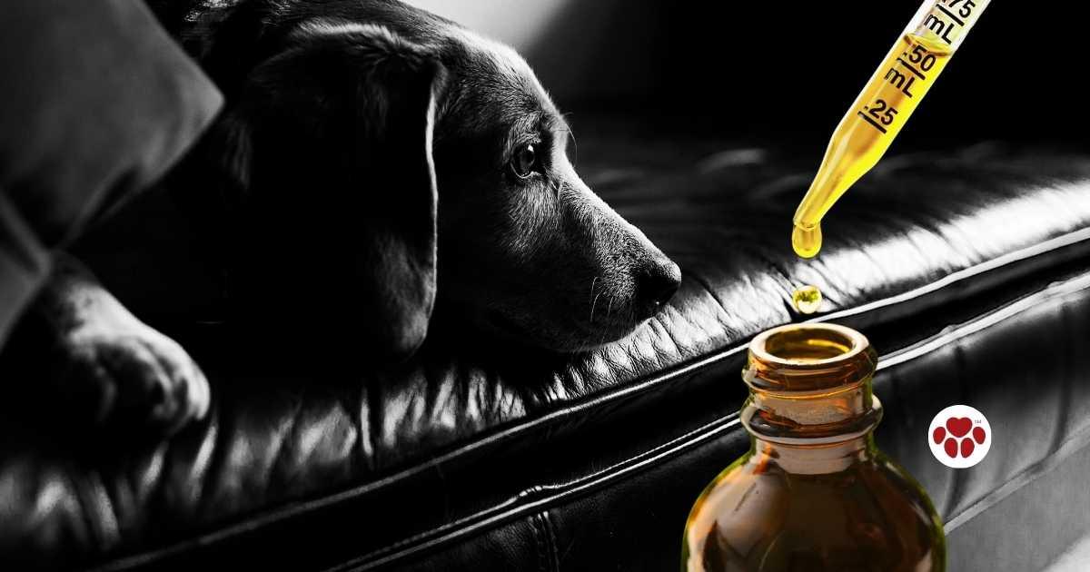 CBD Oil For Dogs