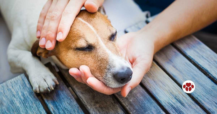 CBD Oil For Dogs With Joint-Pains