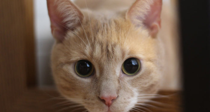 Feline Joint Health: The Natural Approach