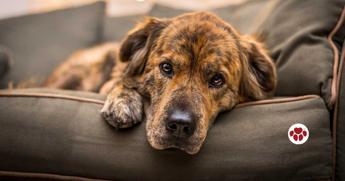 CBD oil to provide relief to dogs' diarrhea