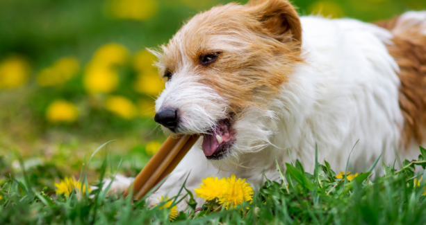 Tips to Stop Your Dog from Shedding All Over the House