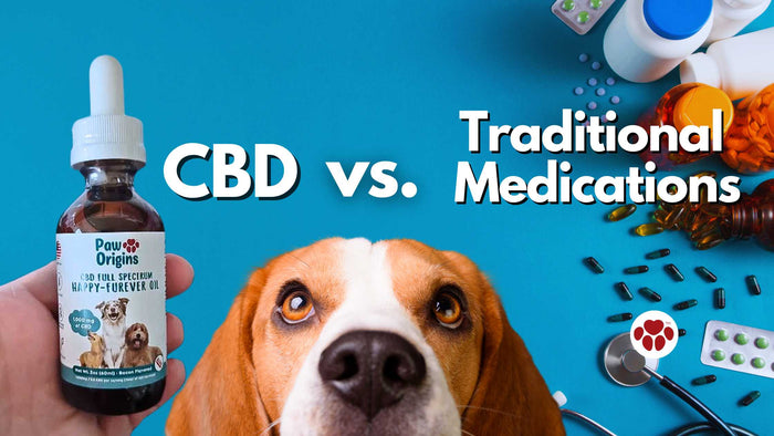 CBD versus traditional medications for dogs' ailments