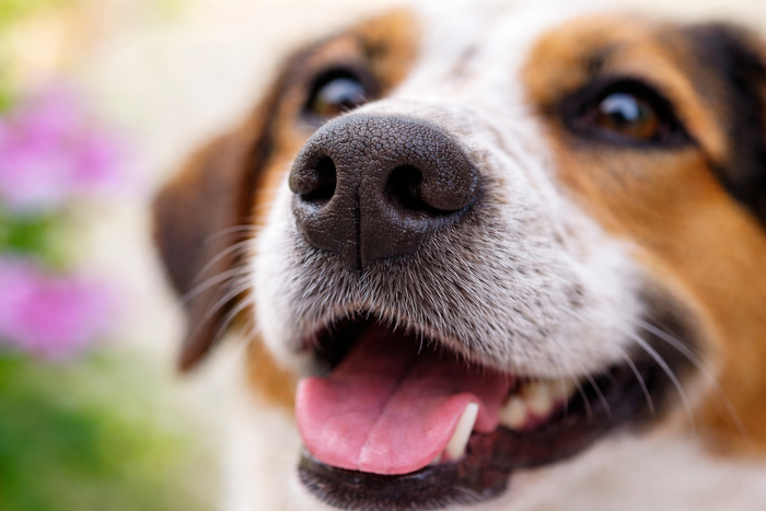 Top-rated allergy chews for dogs