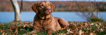 Chesapeake Bay Retriever Life Span